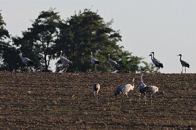 IMG_0775