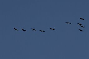 IMG_0897