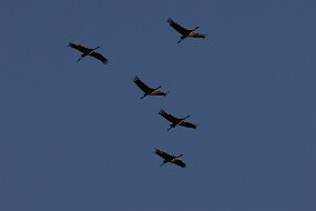 IMG_0900