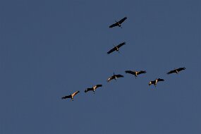 IMG_0905
