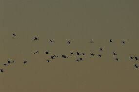 IMG_0941