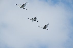 DSC01285