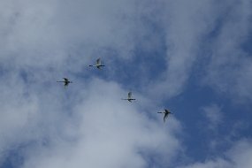 DSC01286