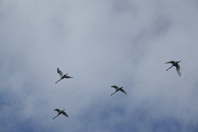 DSC01287